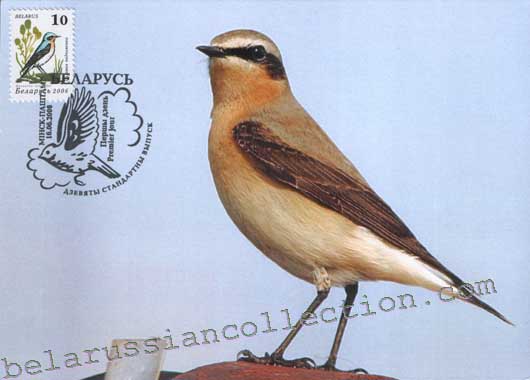 Wheatear (Oenanthe oenanthe)